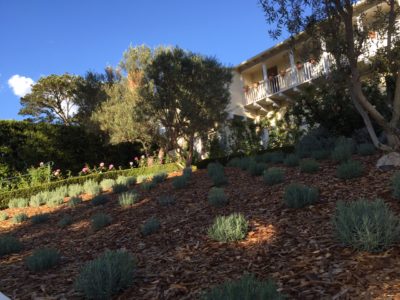 Holmby Hills Houses drought tolerant plants and landscaping